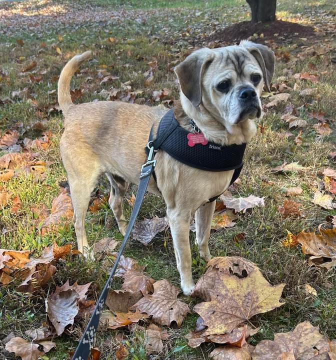 Diesel St. Marys, a Adoptable Puggle in Waldorf, MD image 5/5
