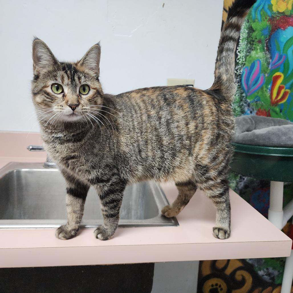 She-Ra, Adoptable, Adult Female Domestic Short Hair.