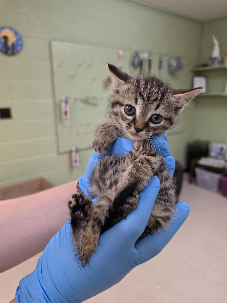 Imari, Adoptable, Kitten Female Domestic Short Hair.