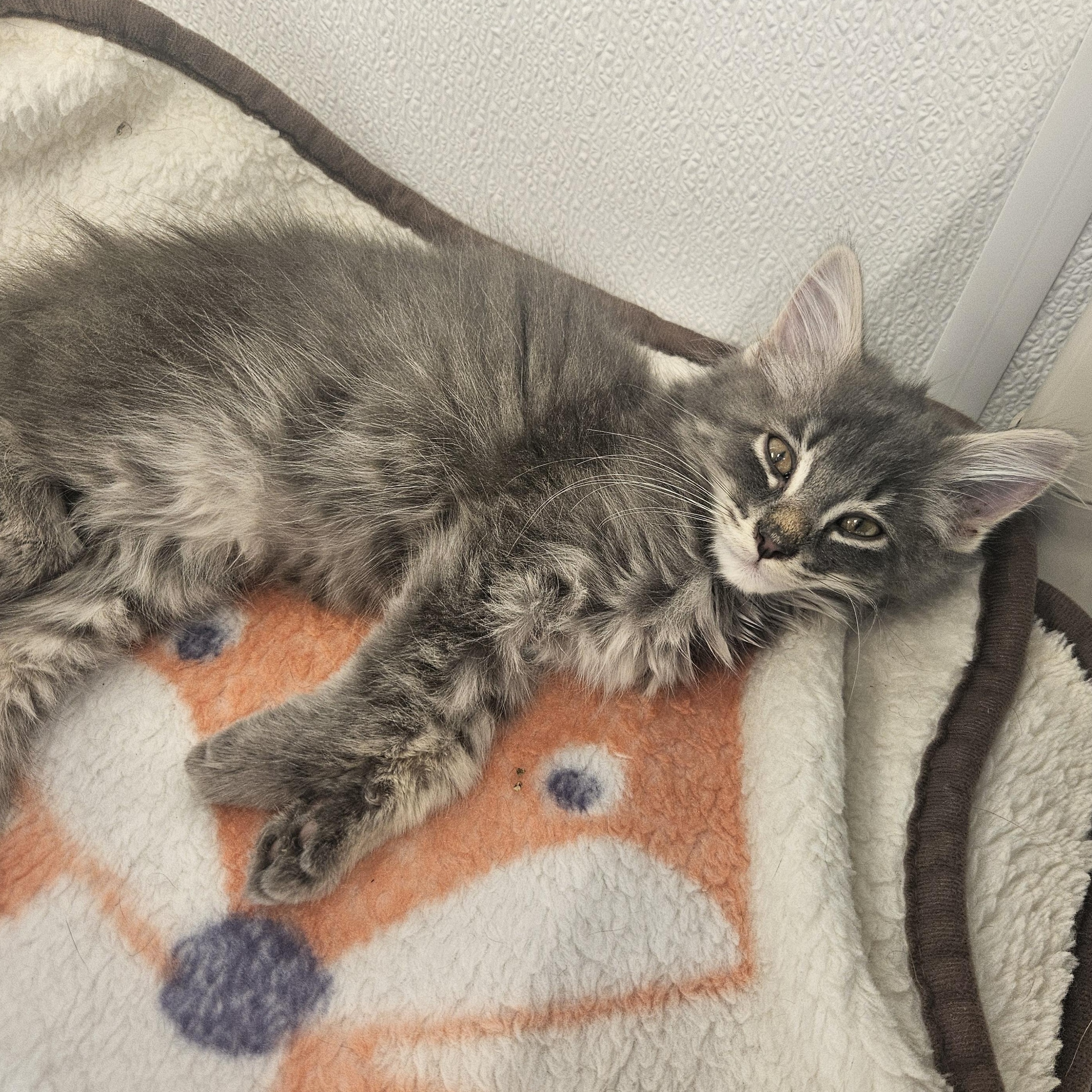 Lettuce, adopted, Kitten Female Domestic Long Hair.