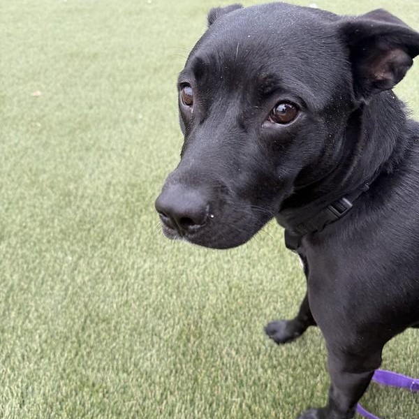 Lucy, a ADOPTABLE Mixed Breed in Chester, PA image 1/4