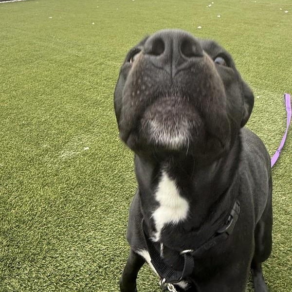 Lucy, a ADOPTABLE Mixed Breed in Chester, PA image 2/4