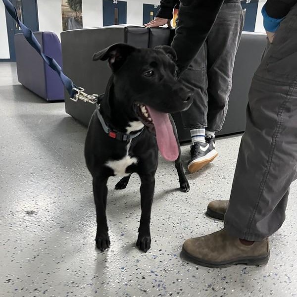 Lucy, a ADOPTABLE Mixed Breed in Chester, PA image 3/4