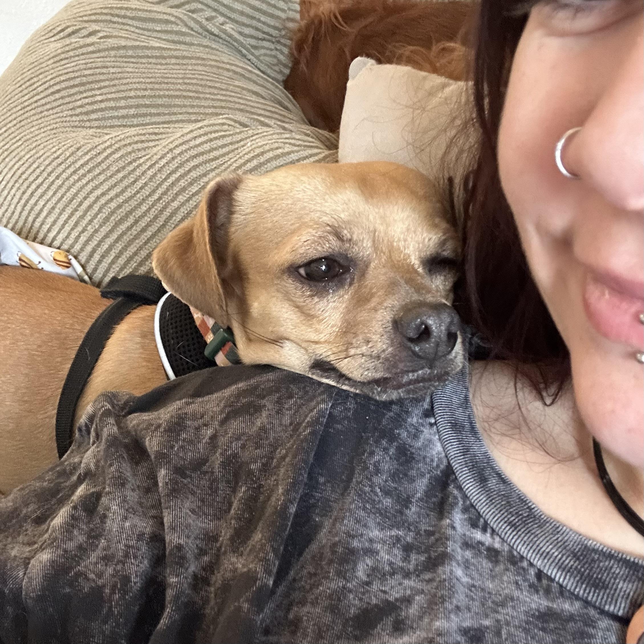 Enlarge Theo, a Adoptable mixed breed in Boulder, CO image 4/6