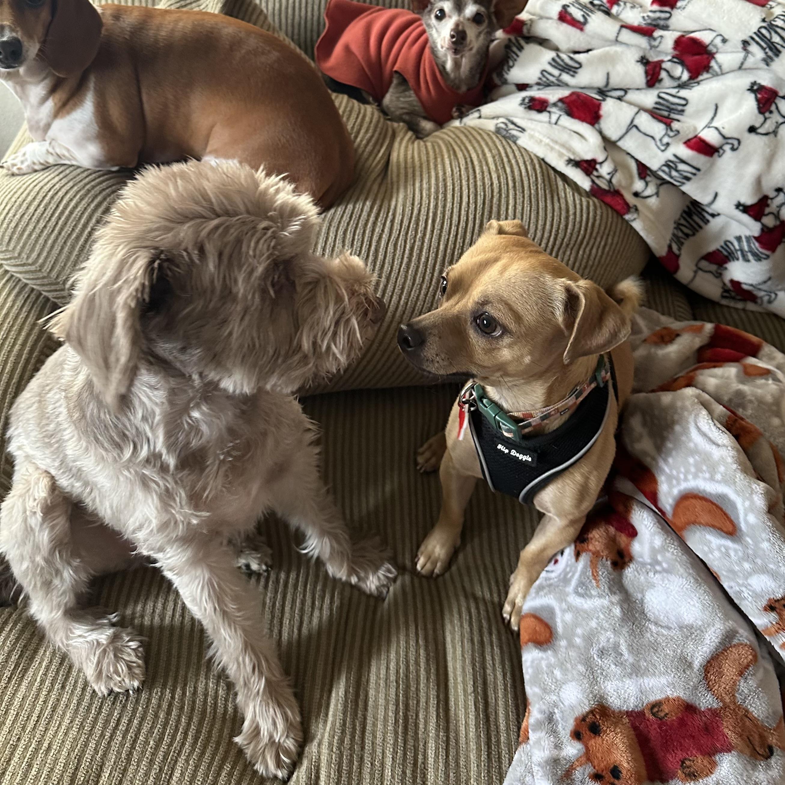 Enlarge Theo, a Adoptable mixed breed in Boulder, CO image 6/6