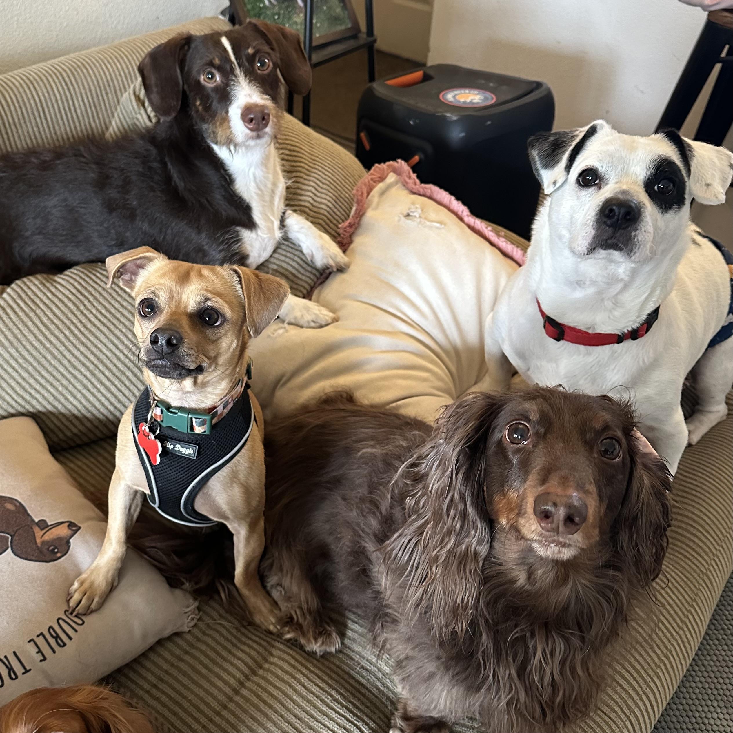 Enlarge Theo, a Adoptable mixed breed in Boulder, CO image 2/6