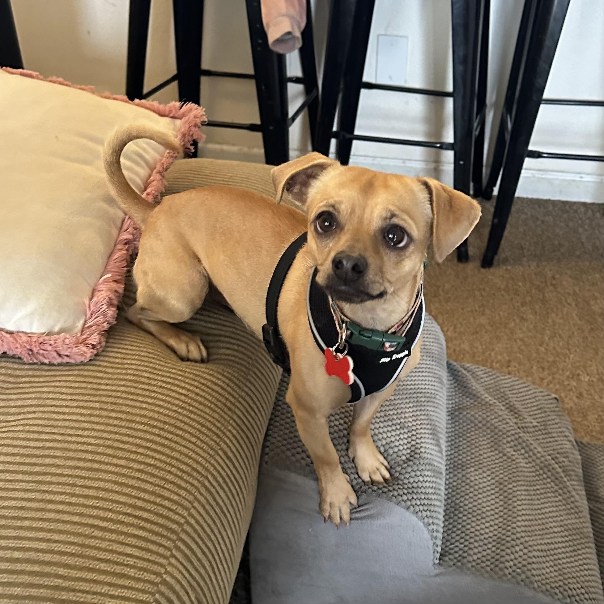 Theo, Adoptable, Young Male Chihuahua & Pug.