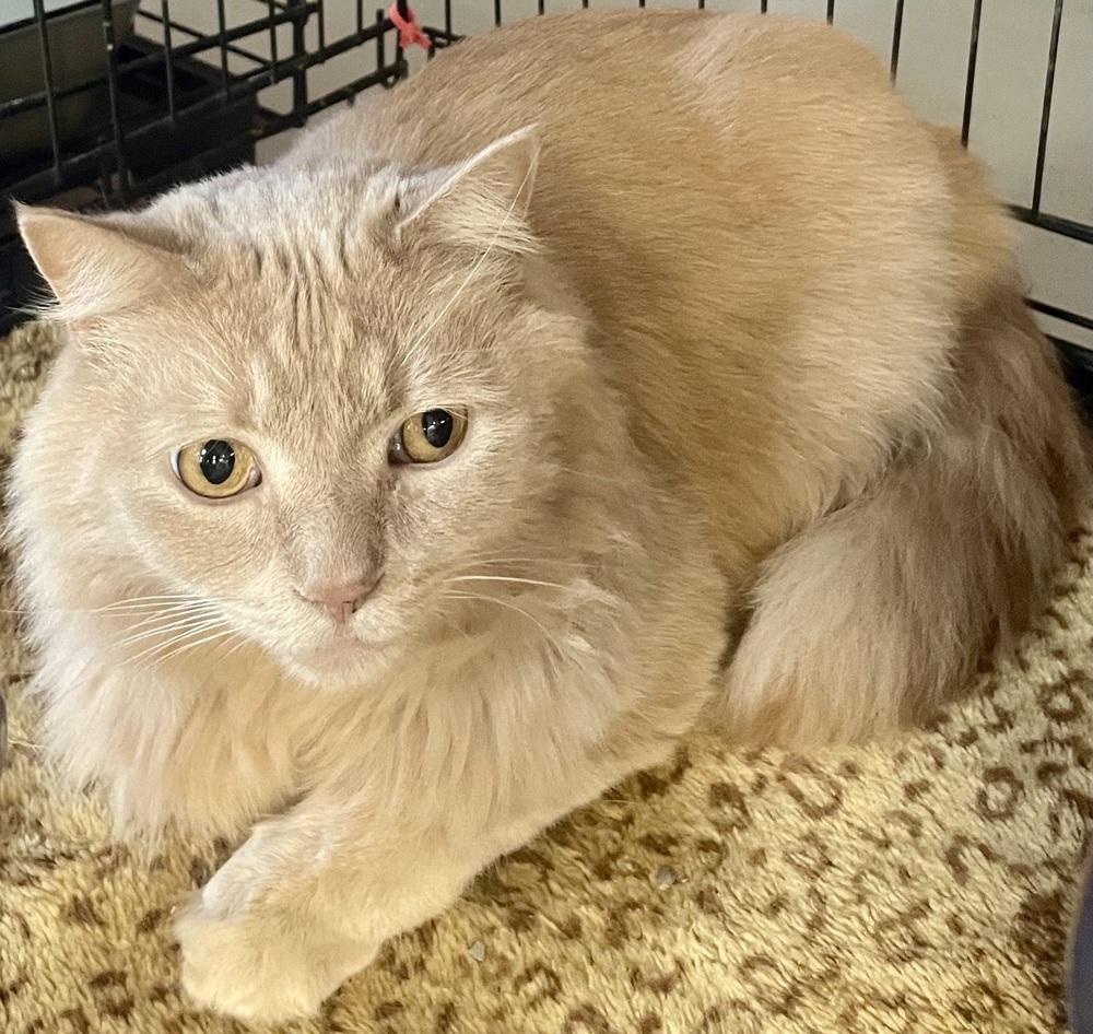 Enlarge W2 PRINCE, a Adoptable mixed breed in Southbury, CT image 1/6