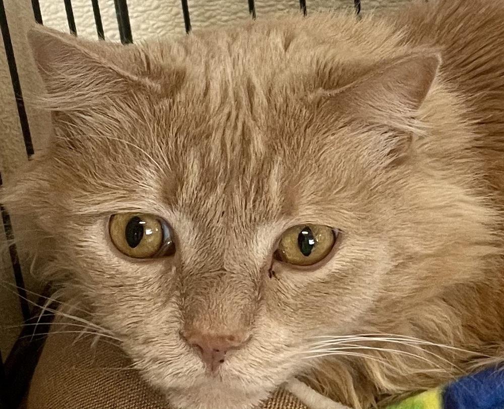 Enlarge PRINCE, a Adoptable mixed breed in Southbury, CT image 2/3