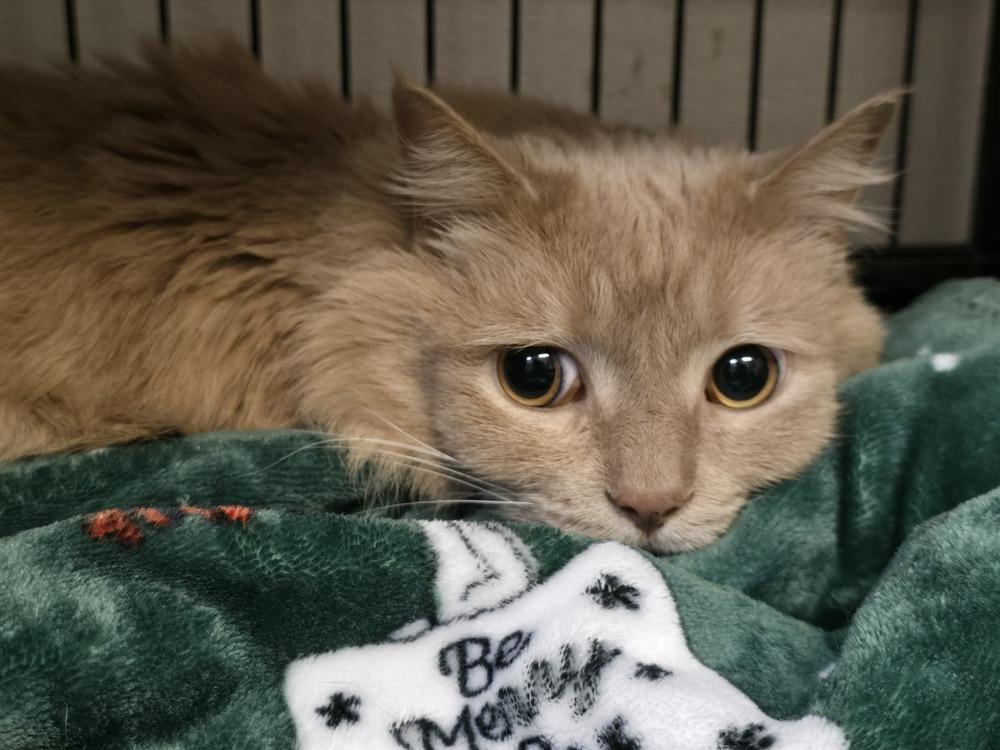 Enlarge PRINCE, a Adoptable mixed breed in Southbury, CT image 3/3