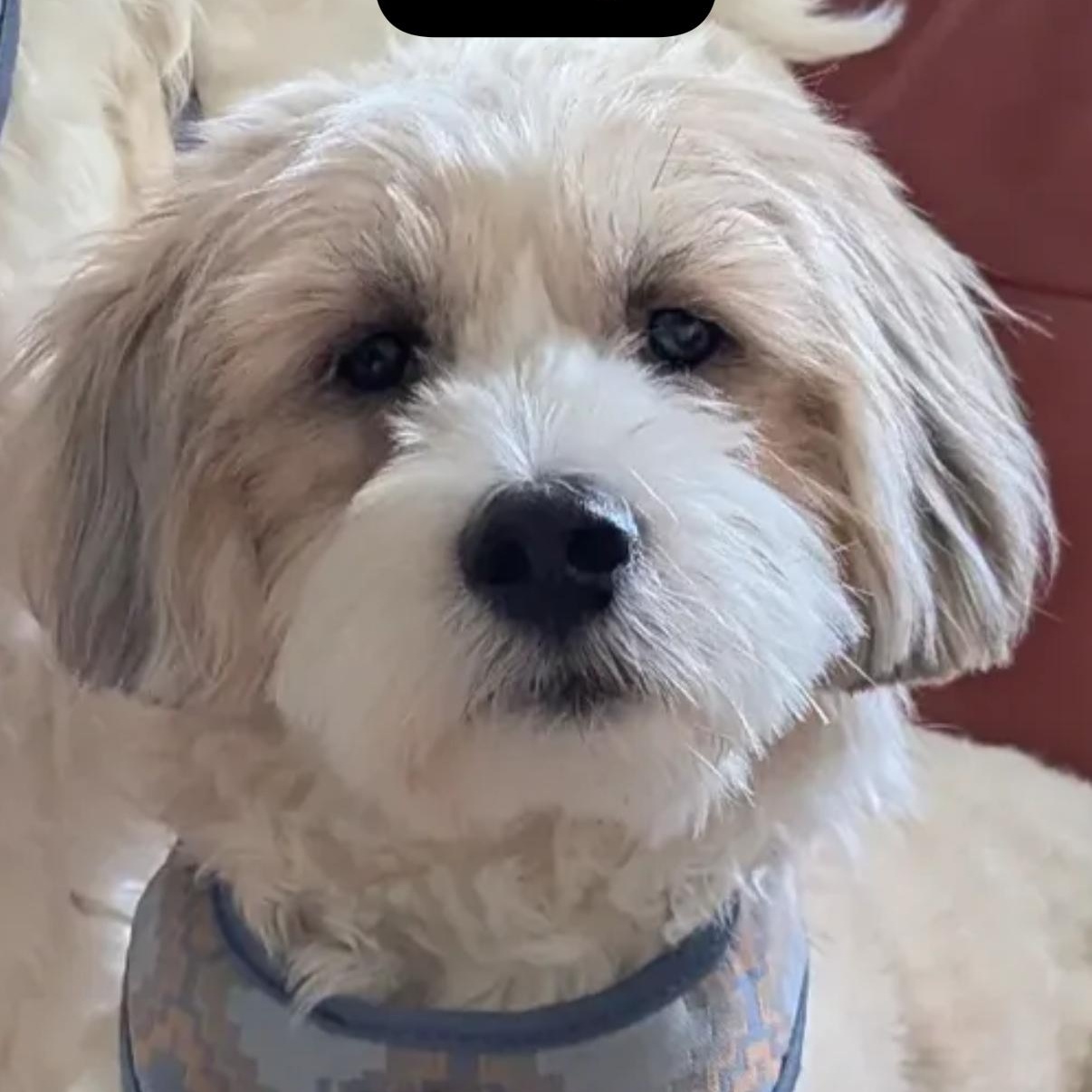 Enlarge Mr. Handsome Cooper, a Adoptable mixed breed in washington, DC image 1/5