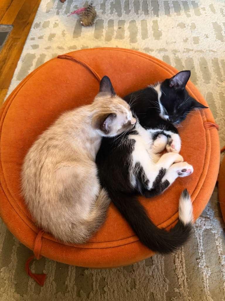 Pierogi and Ravioli, a ADOPTABLE Domestic Short Hair in Brooklyn, NY image 1/6