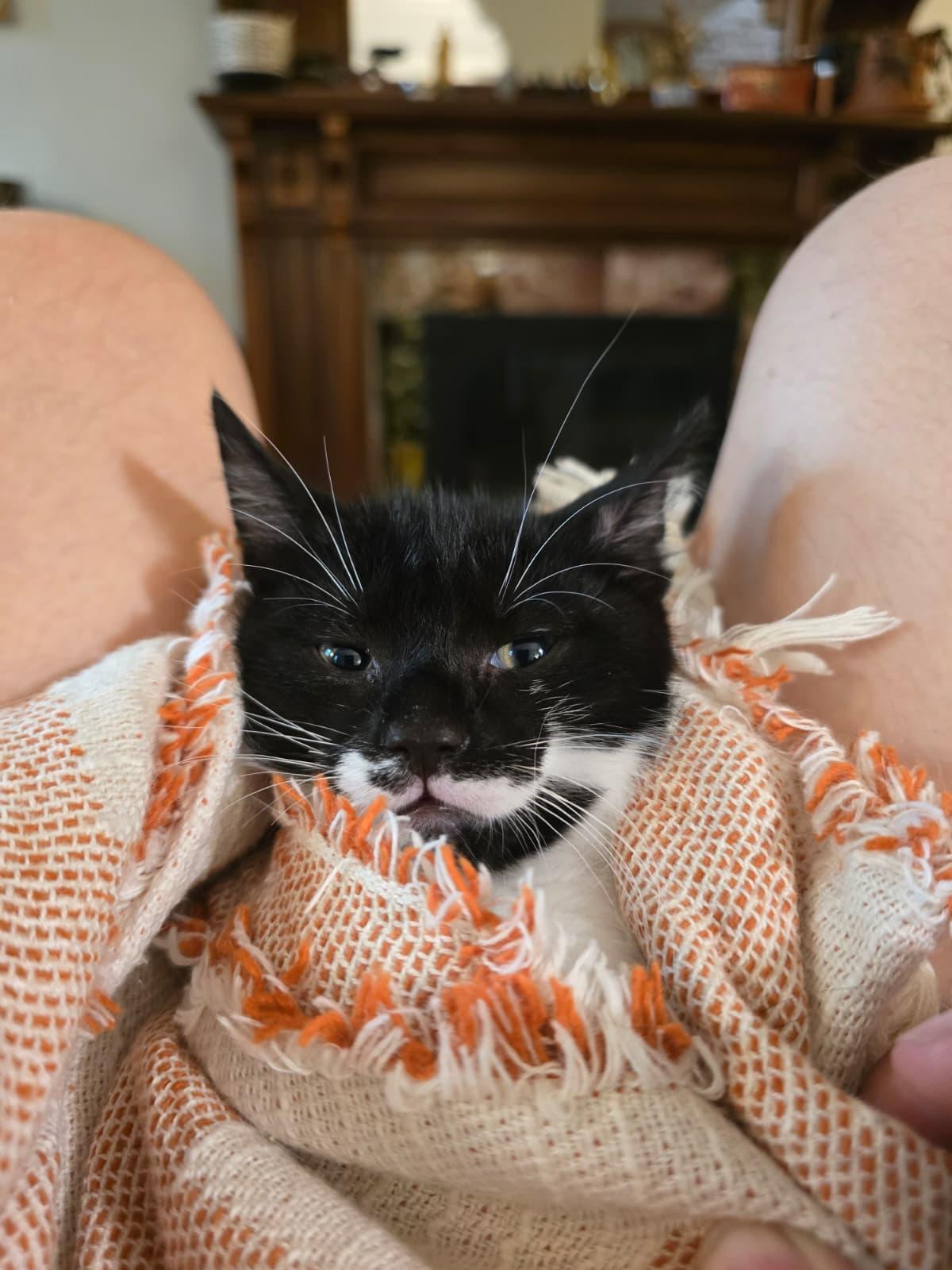 Pierogi and Ravioli, a ADOPTABLE Domestic Short Hair in Brooklyn, NY image 3/6