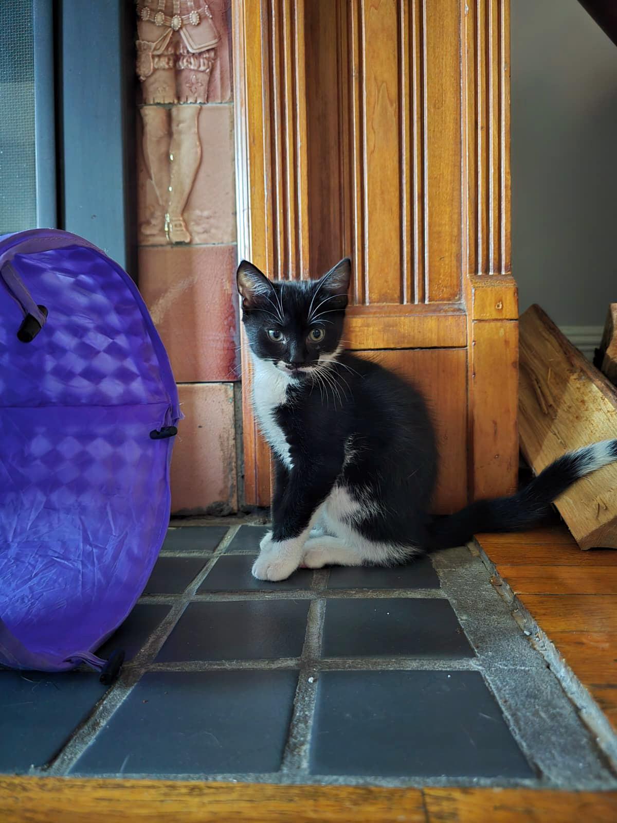 Pierogi and Ravioli, a ADOPTABLE Domestic Short Hair in Brooklyn, NY image 5/6