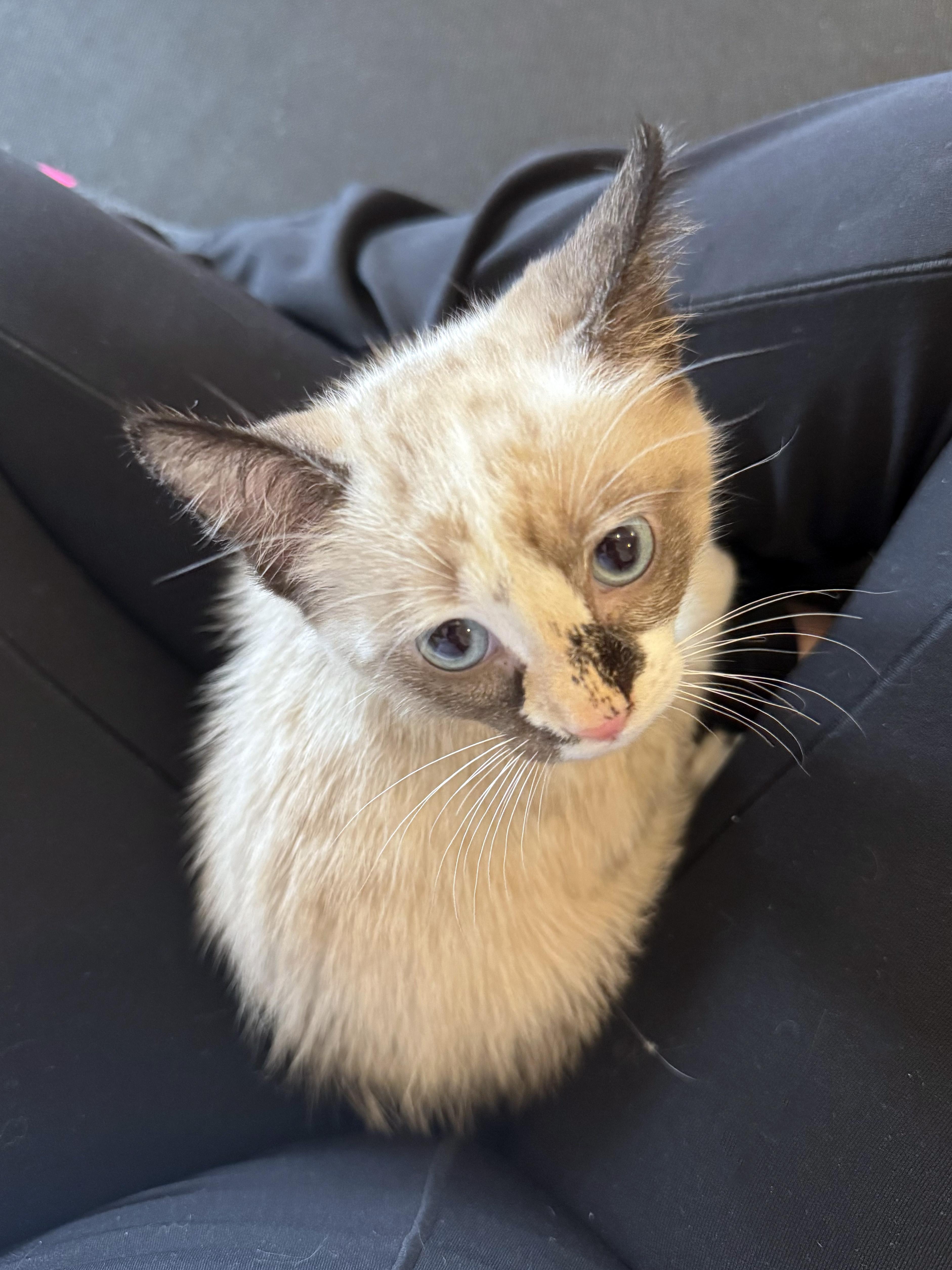 Pierogi and Ravioli, a ADOPTABLE Domestic Short Hair in Brooklyn, NY image 2/6