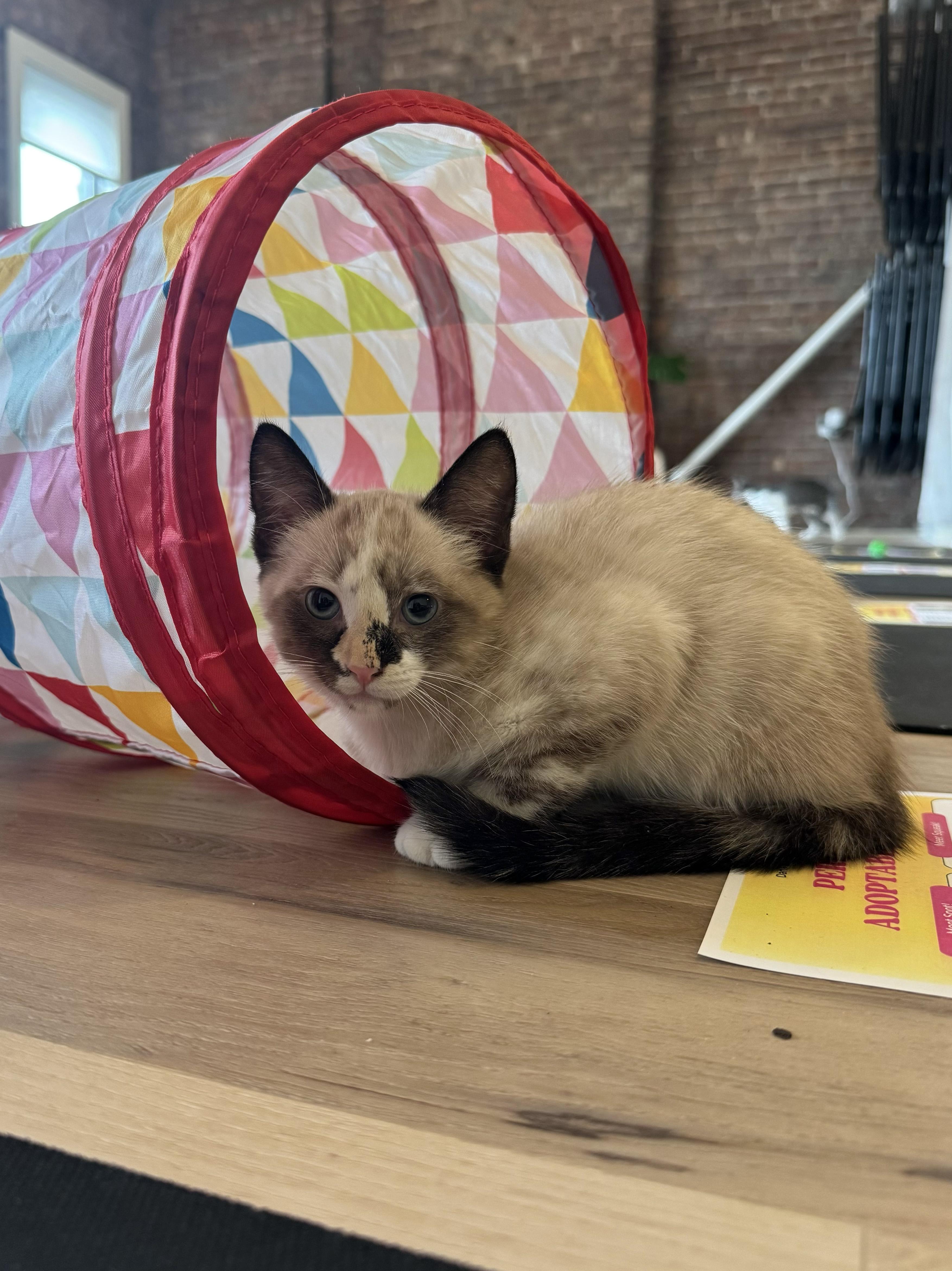 Pierogi and Ravioli, a ADOPTABLE Domestic Short Hair in Brooklyn, NY image 4/6