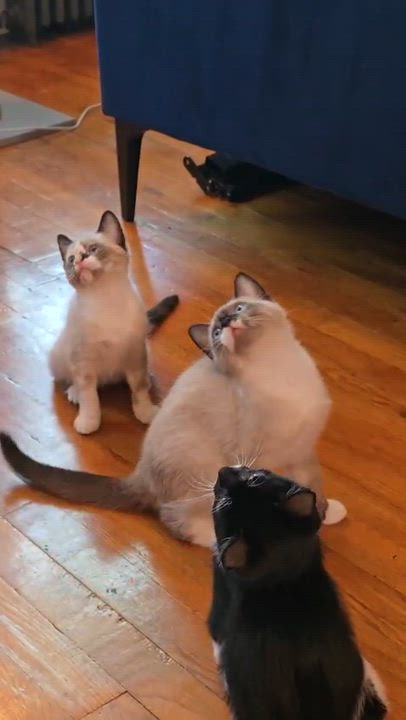 Enlarge Pierogi and Ravioli, a ADOPTABLE Domestic Short Hair in Brooklyn, NY video 6/6
