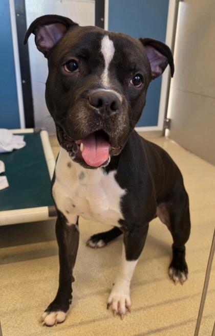 Koba, Adoptable, Adult Male Pit Bull Terrier & Mixed Breed.