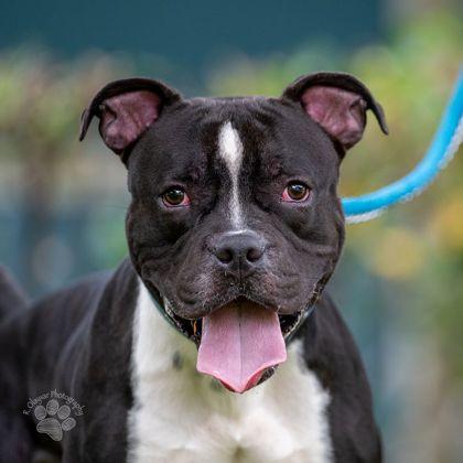 Enlarge Koba, a Adoptable mixed breed in Honolulu, HI image 2/3