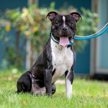 Enlarge Koba, a Adoptable mixed breed in Honolulu, HI image 3/3
