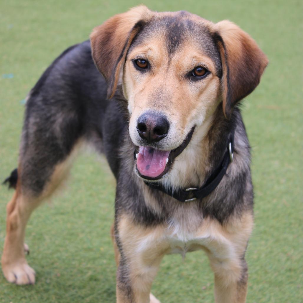 Glamour, Adoptable, Young Female Mixed Breed.
