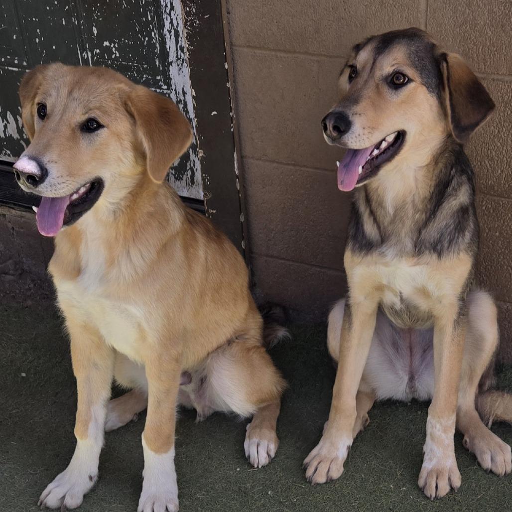 Enlarge Glamour, a Adoptable Mixed Breed in Flagstaff, AZ image 2/6