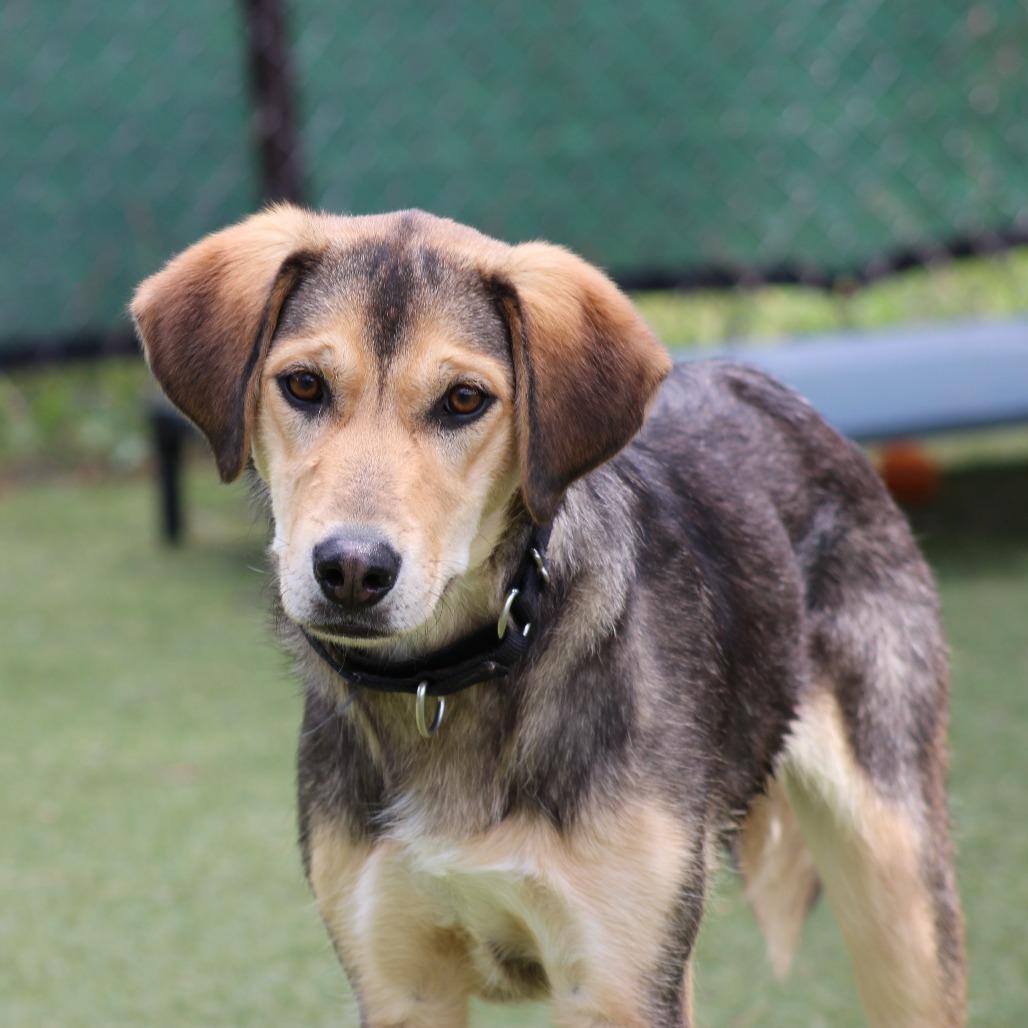 Enlarge Glamour, a Adoptable Mixed Breed in Flagstaff, AZ image 3/6