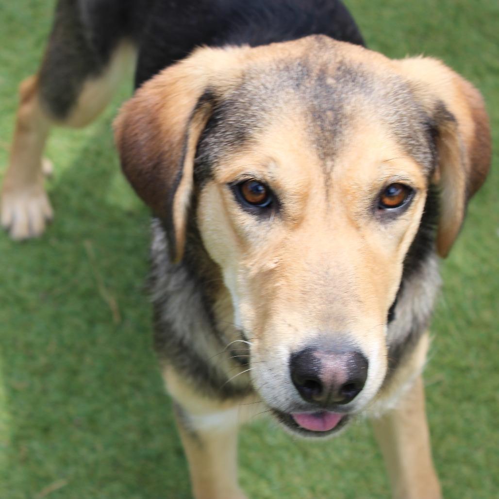 Enlarge Glamour, a Adoptable Mixed Breed in Flagstaff, AZ image 4/6