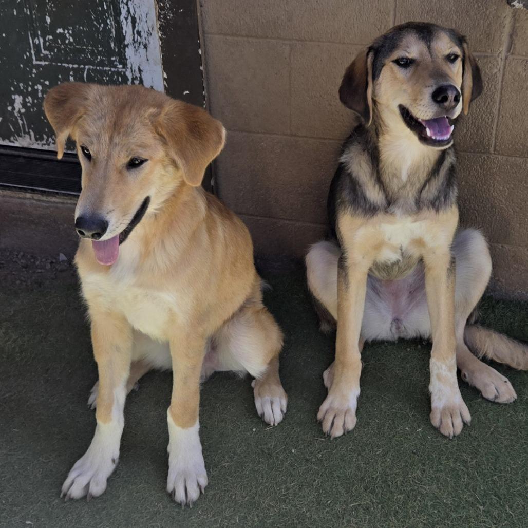 Enlarge Glamour, a Adoptable Mixed Breed in Flagstaff, AZ image 5/6