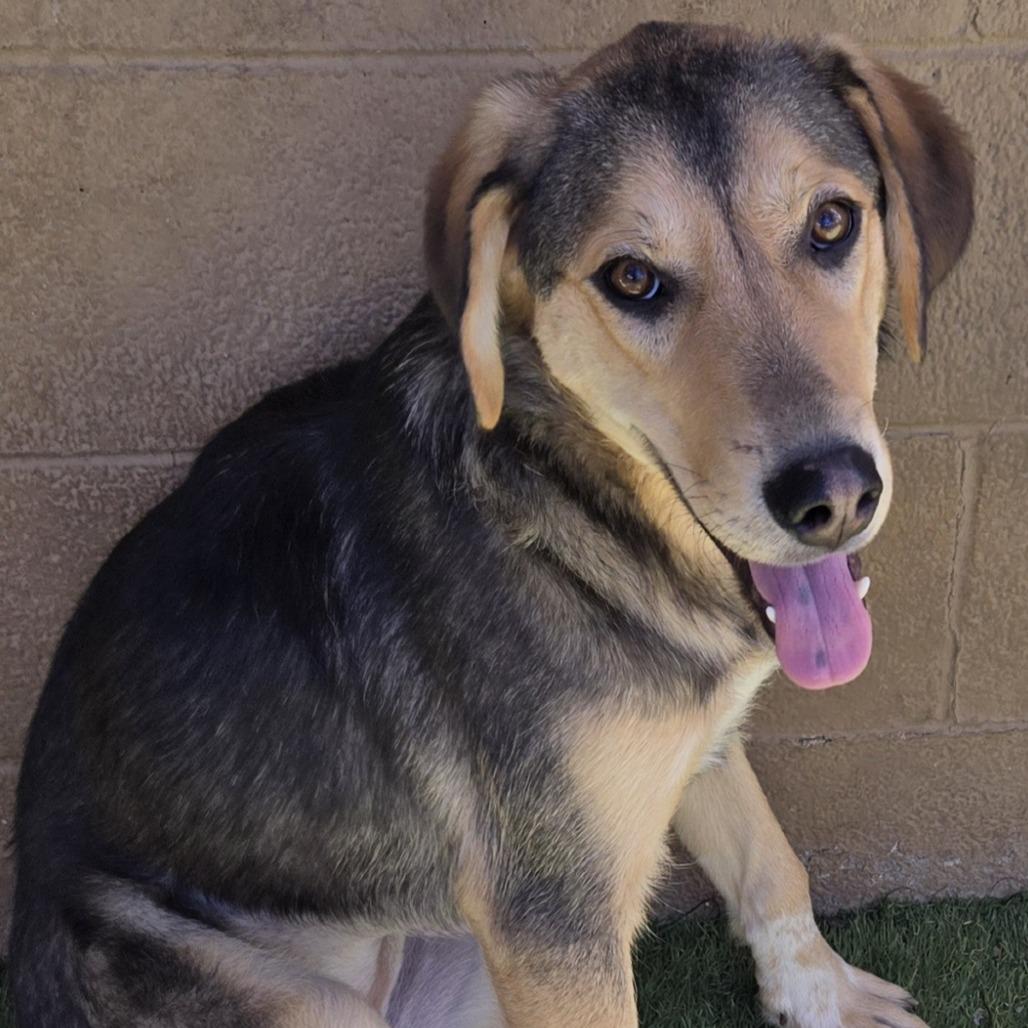 Enlarge Glamour, a Adoptable Mixed Breed in Flagstaff, AZ image 6/6
