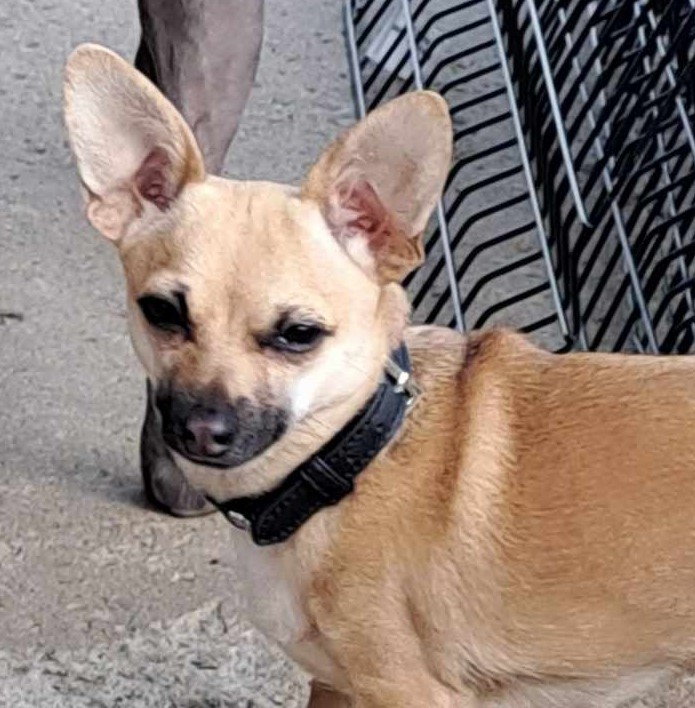 Enlarge Laverne - Perfect Cuddle Bug, a Adopted Chihuahua in Lafayette , IN image 1/1