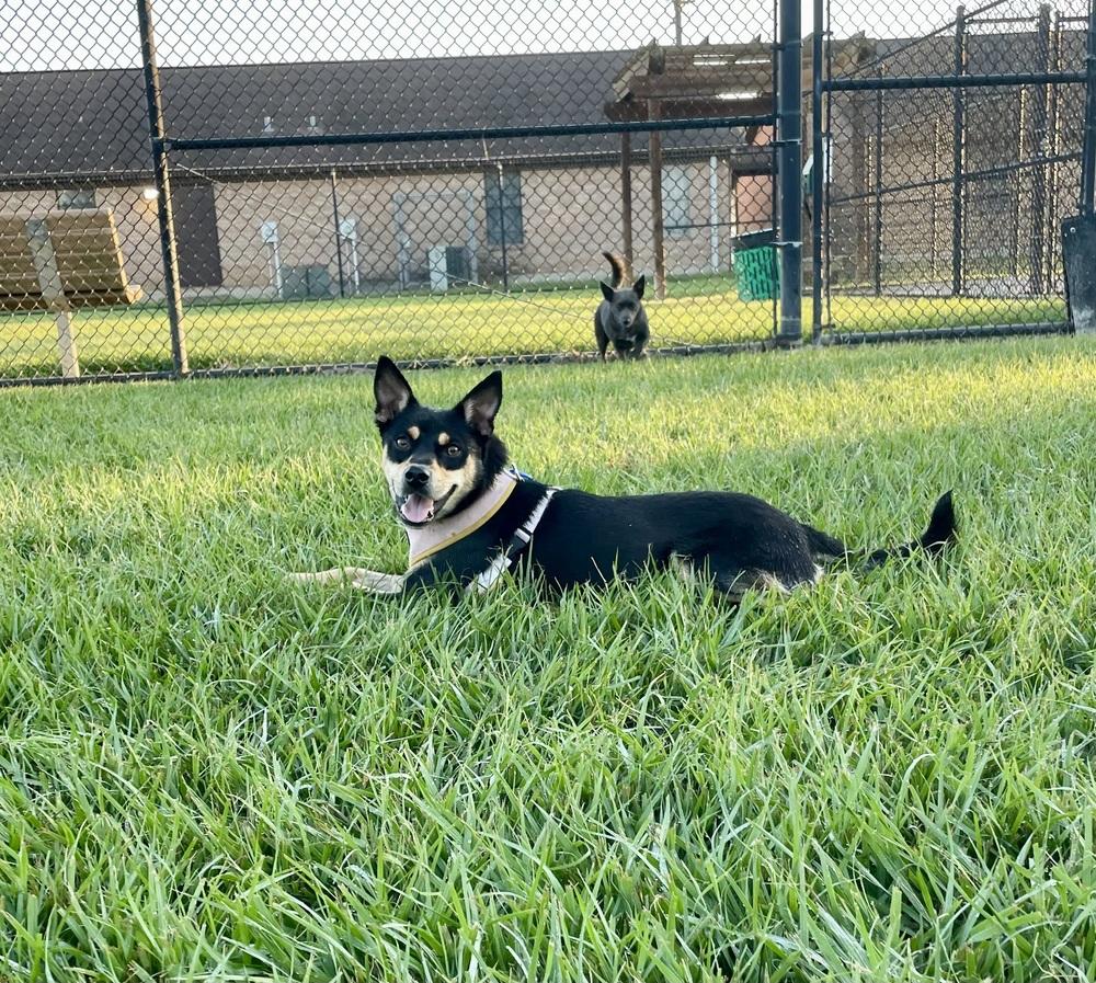 Nico #BAC-A-139431, Adoptable, Young Male Terrier.
