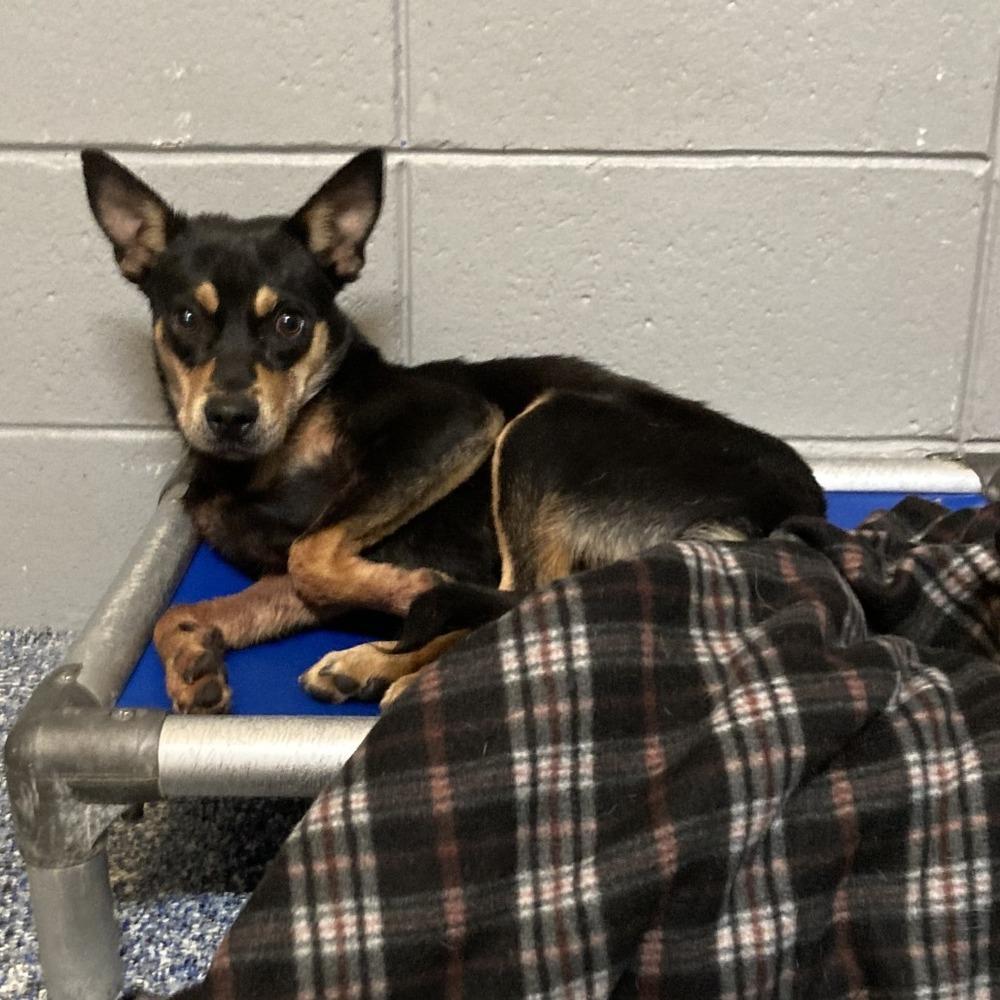 Nico #BAC-A-139431, a Adoptable mixed breed in Aulac, NB image 2/6