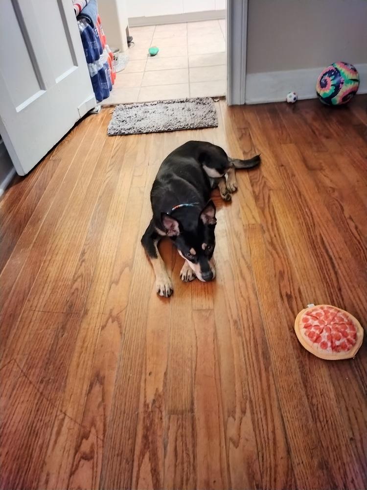 Nico #BAC-A-139431, a Adoptable mixed breed in Aulac, NB image 3/6