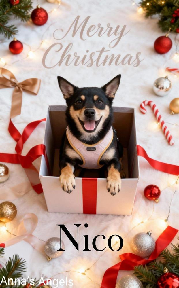 Nico #BAC-A-139431, a Adoptable mixed breed in Aulac, NB image 4/6