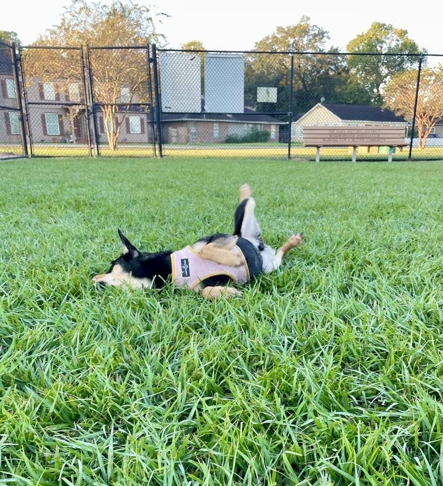 Nico #BAC-A-139431, a Adoptable mixed breed in Aulac, NB image 5/6