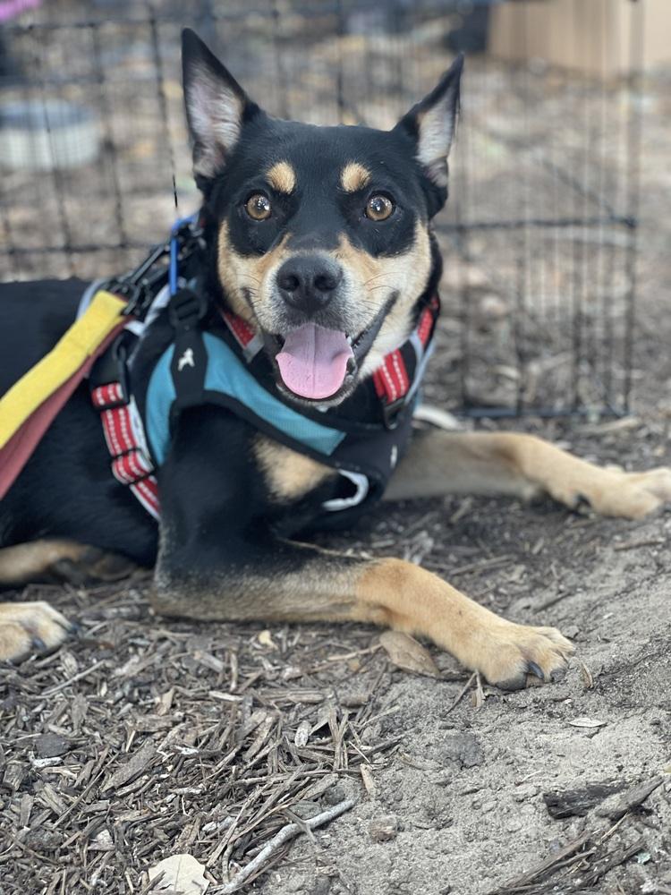 Nico #BAC-A-139431, a Adoptable mixed breed in Aulac, NB image 6/6