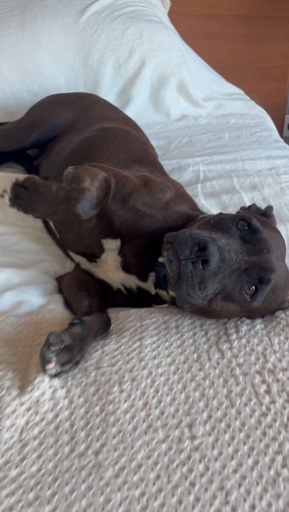 Enlarge Whoopi - A Sweet Girl Hoping for a Miracle, a Adoptable mixed breed in CHAPEL HILL, NC video 6/6