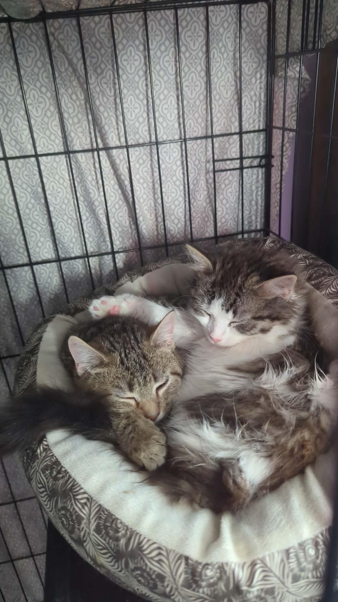 Kyle+Kayla (Bonded Pair), a Adoptable Domestic Short Hair in BUTLER, PA image 6/6