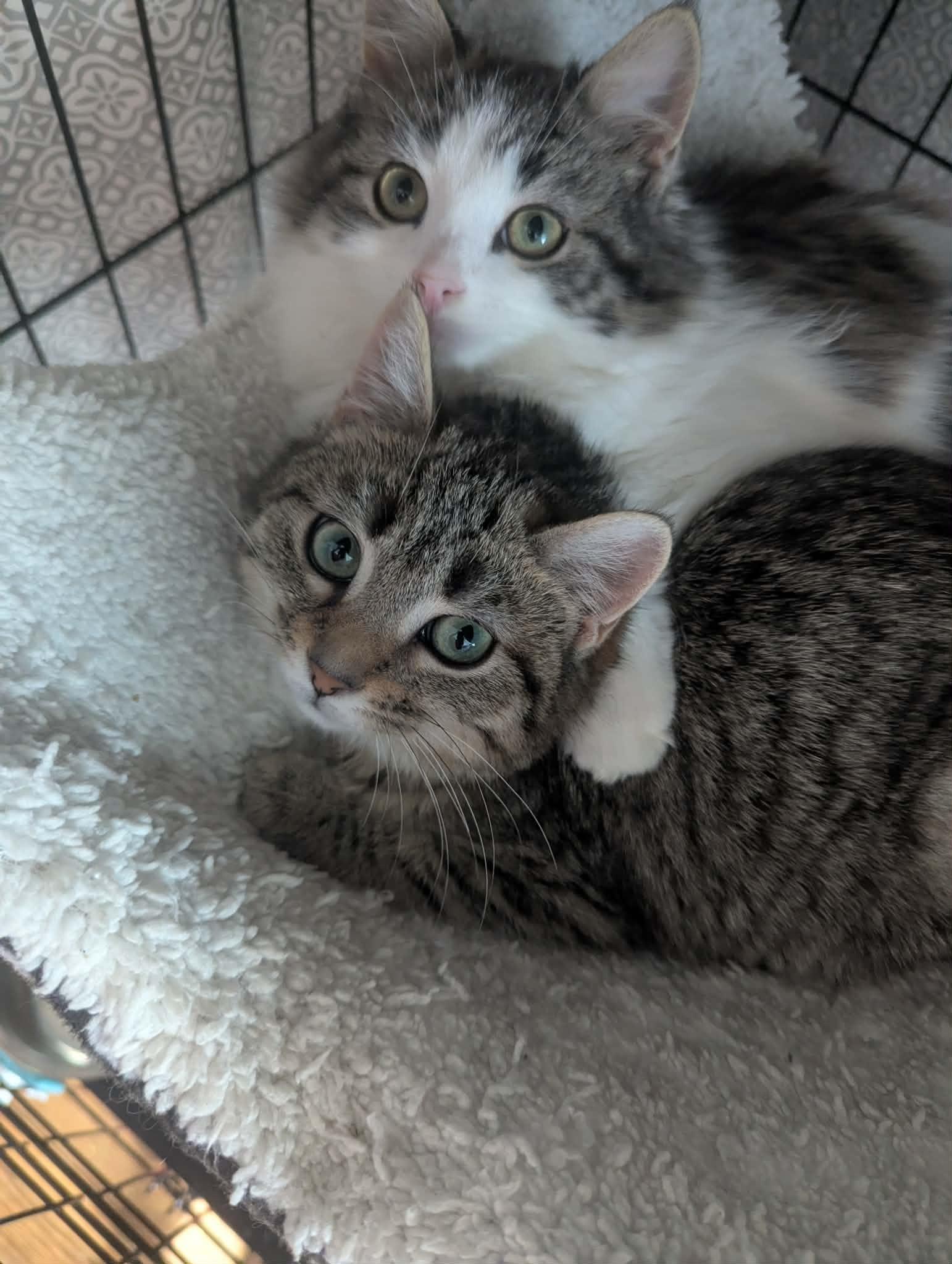 Kyle+Kayla (Bonded Pair), a Adoptable Domestic Short Hair in BUTLER, PA image 4/6