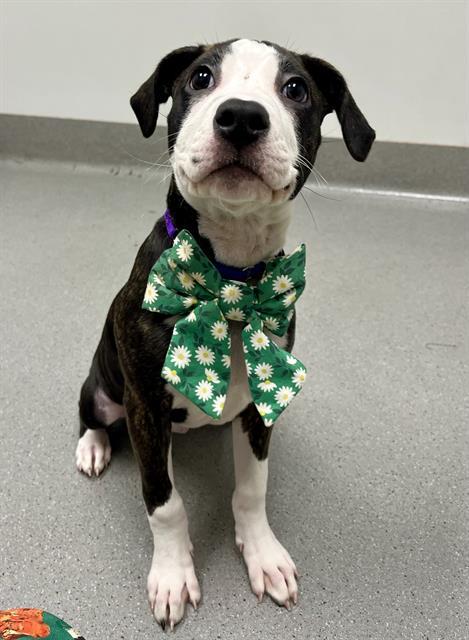 LADY, Adoptable, Puppy Female Pit Bull Terrier.