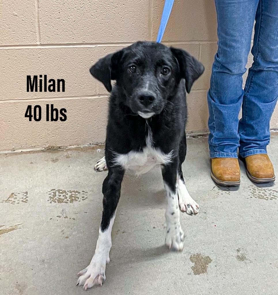 Enlarge Milan, a Adoptable mixed breed in Clearfield, KY image 1/1