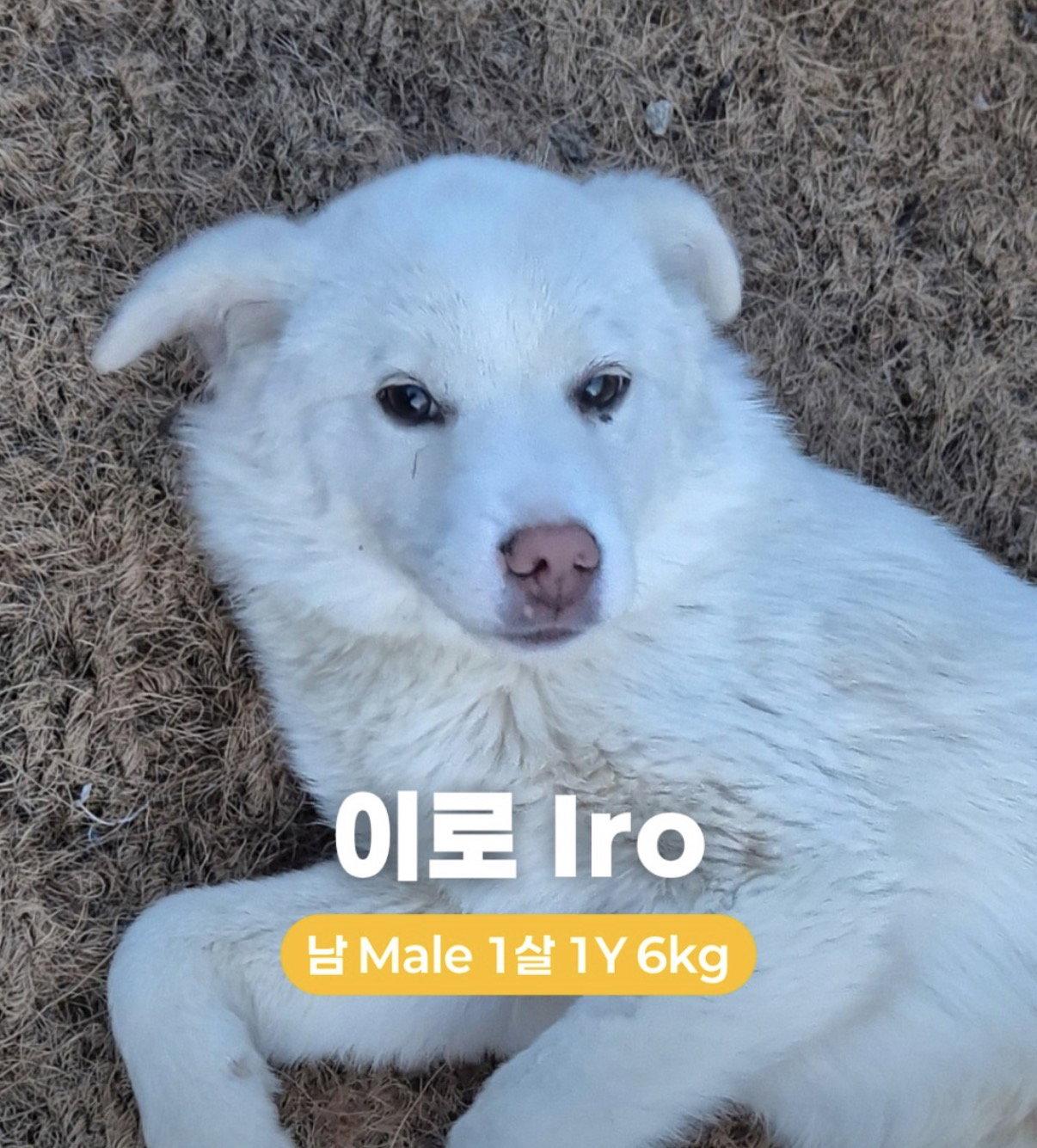 Enlarge IRO, a Adopted mixed breed in Agoura Hills, CA image 1/1