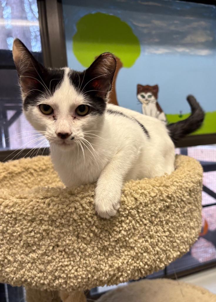 Gizmo, Adoptable, Kitten Male Domestic Short Hair.