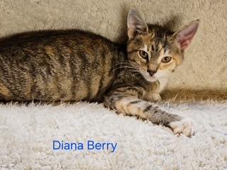 Enlarge Diana Barry, a Adoptable mixed breed in Parkville, MD image 2/2