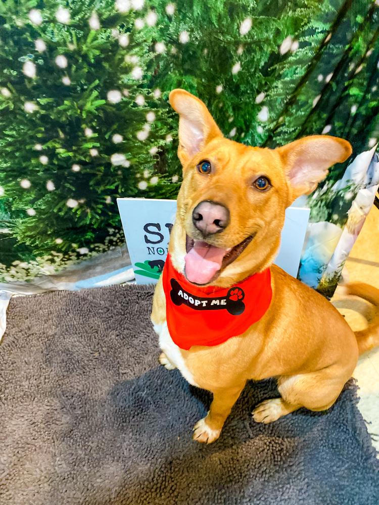 Charming Chance, a Adoptable mixed breed image 1/6