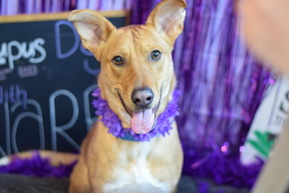 Charming Chance, a Adoptable mixed breed image 2/6