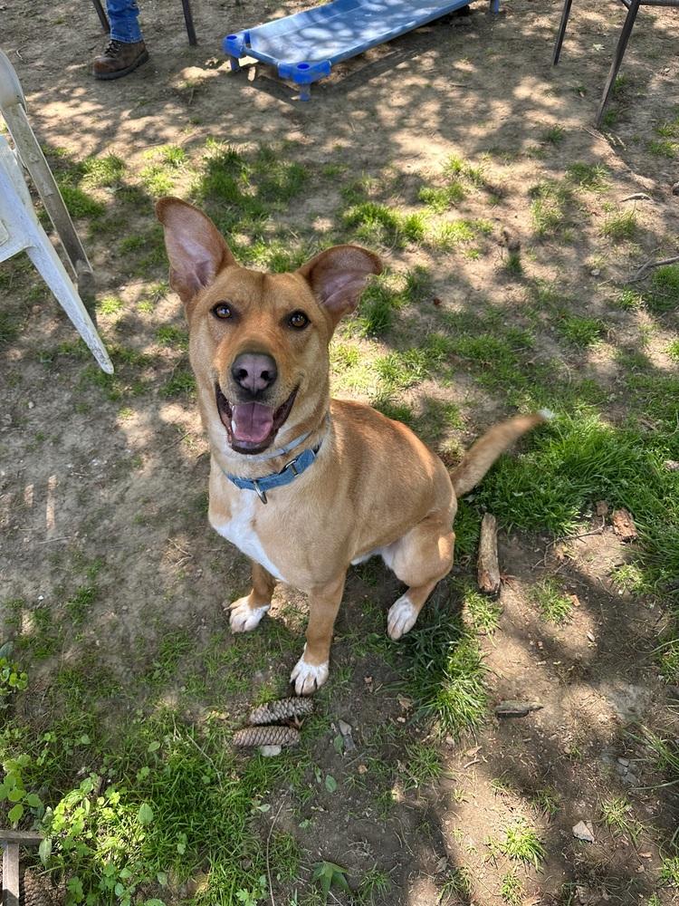 Charming Chance, a Adoptable mixed breed image 4/6