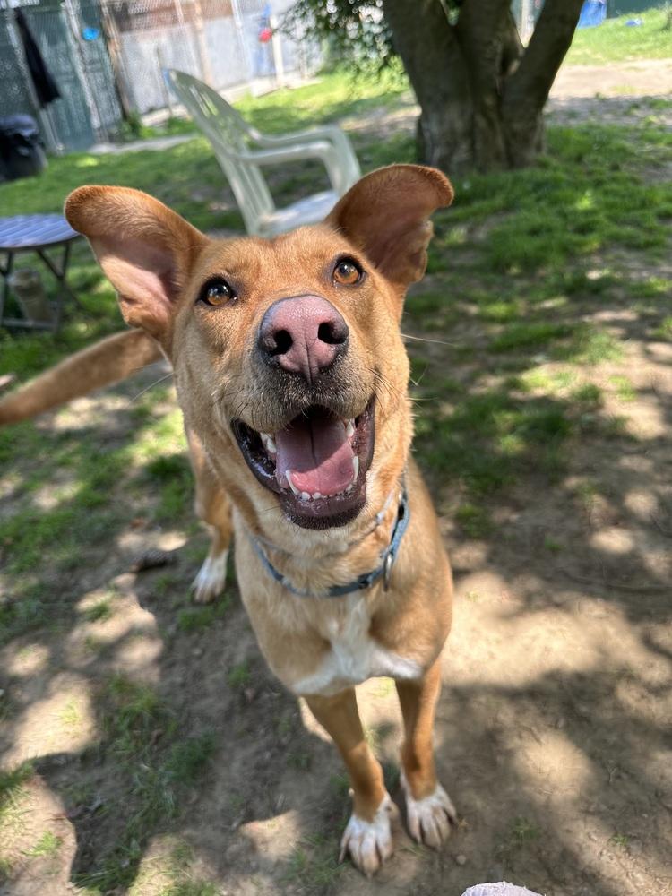 Charming Chance, a Adoptable mixed breed image 5/6