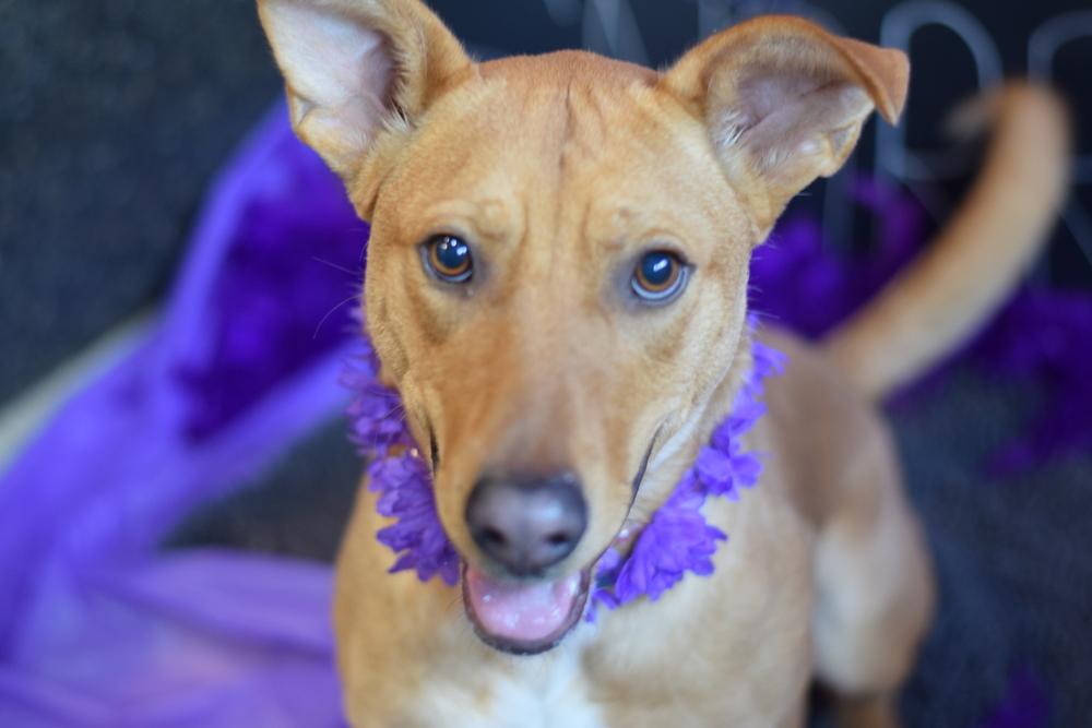 Charming Chance, a Adoptable mixed breed image 6/6